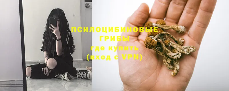 Псилоцибиновые грибы Magic Shrooms  купить закладку  Шуя 